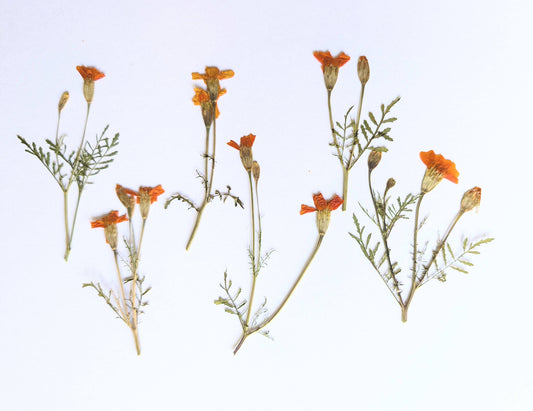 Pressed Edible Orange Tagetes Flowers – 6 Pack