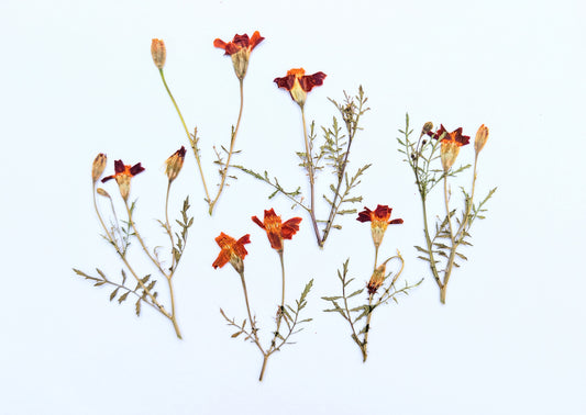 Pressed Edible Red Tagetes Flowers – 6 Pack
