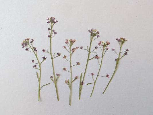 Pressed Pink & Purple Edible Alyssum Flowers – 6 Pack