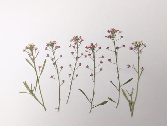 Pressed Pink Edible Alyssum Flowers – 6 Pack