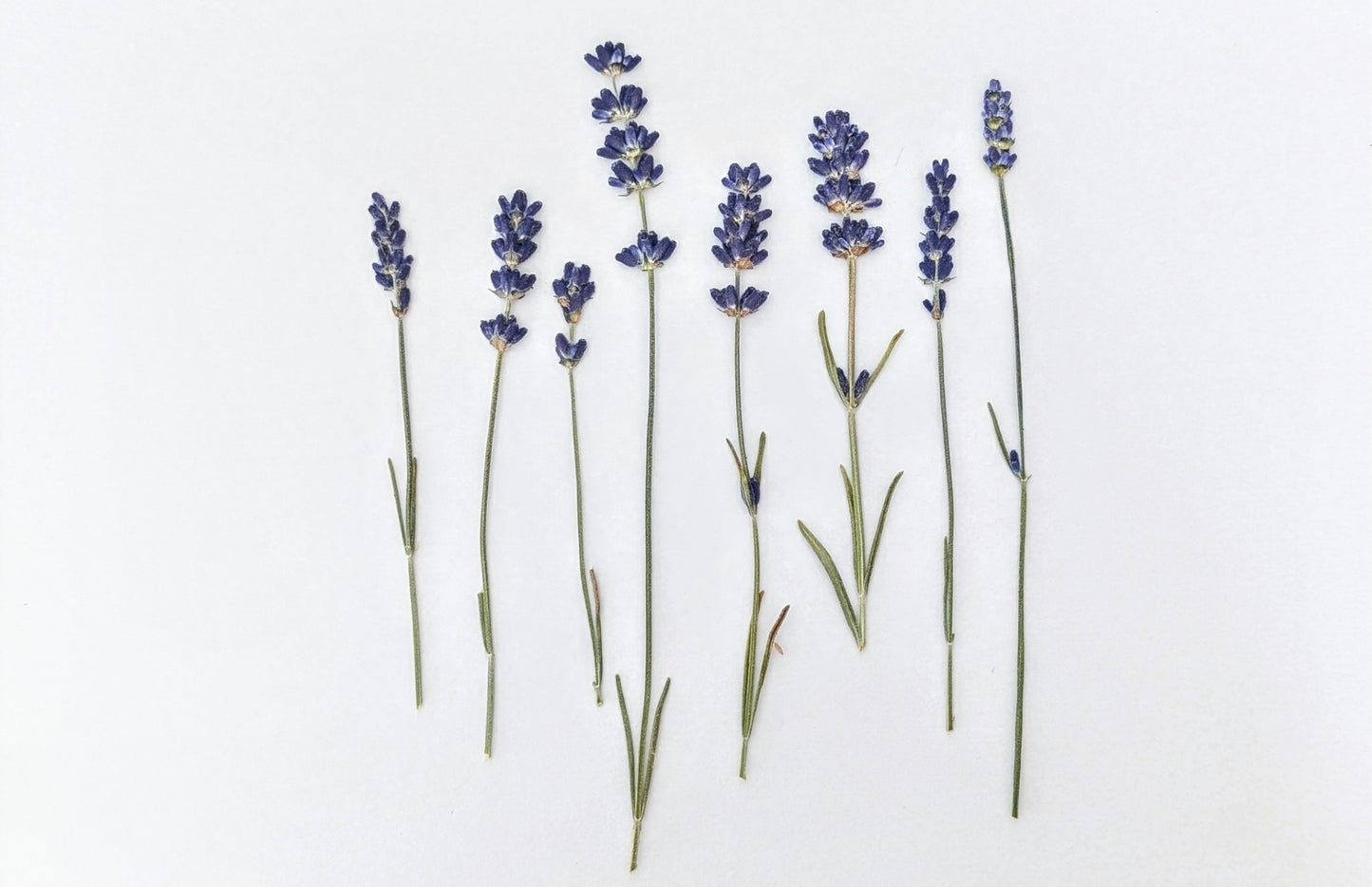 Pressed Edible Lavender Flowers – 8 Pack