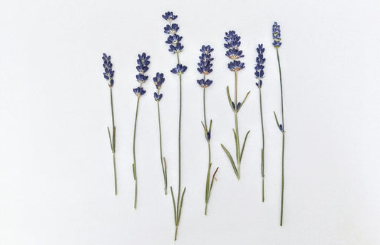 Pressed Edible Lavender Flowers – 8 Pack