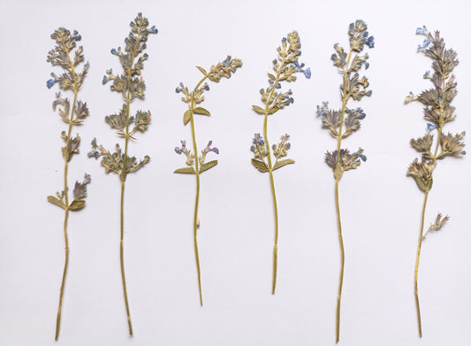 Organic Pressed Edible Flowers - Catmint Stems