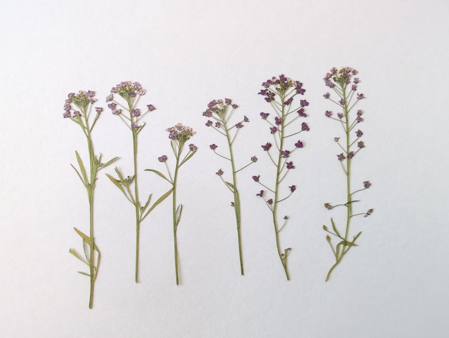 Pressed Purple Edible Alyssum Flowers – 6 Pack