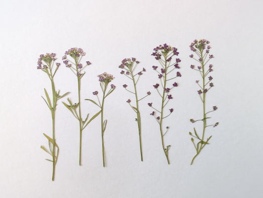 Pressed Purple Edible Alyssum Flowers – 6 Pack