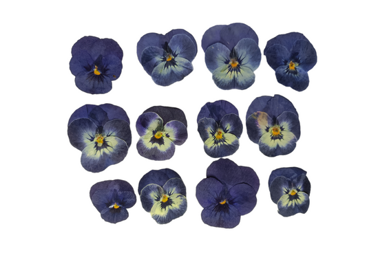 Organic Pressed Edible Flowers - Dark Blue Viola Flowers