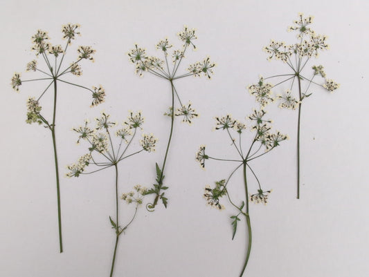 Pressed Cow Parsley – 5 Pack