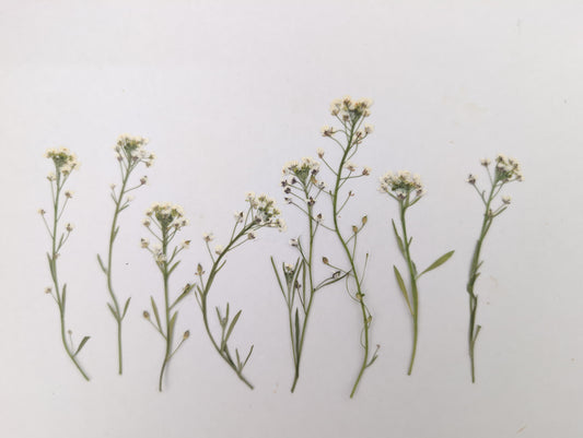 Pressed White Edible Alyssum Flowers – 8 Pack