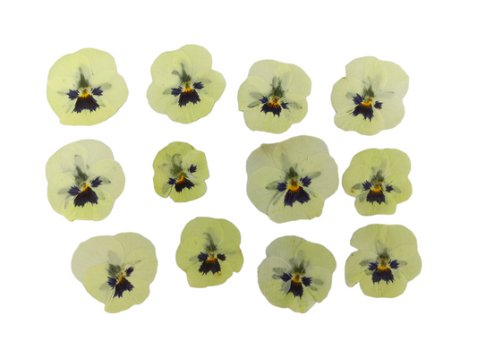 Organic Pressed Edible Flowers - White Viola Flowers