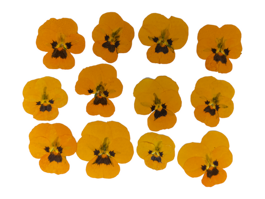 Organic Pressed Edible Flowers - Yellow Viola Flowers
