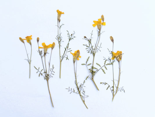 Pressed Edible Yellow Tagetes Flowers – 6 Pack